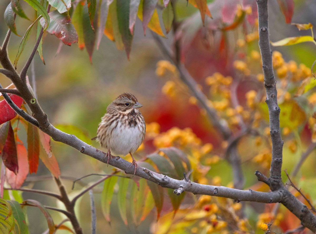 גיבתונית רוננת - ML644335621