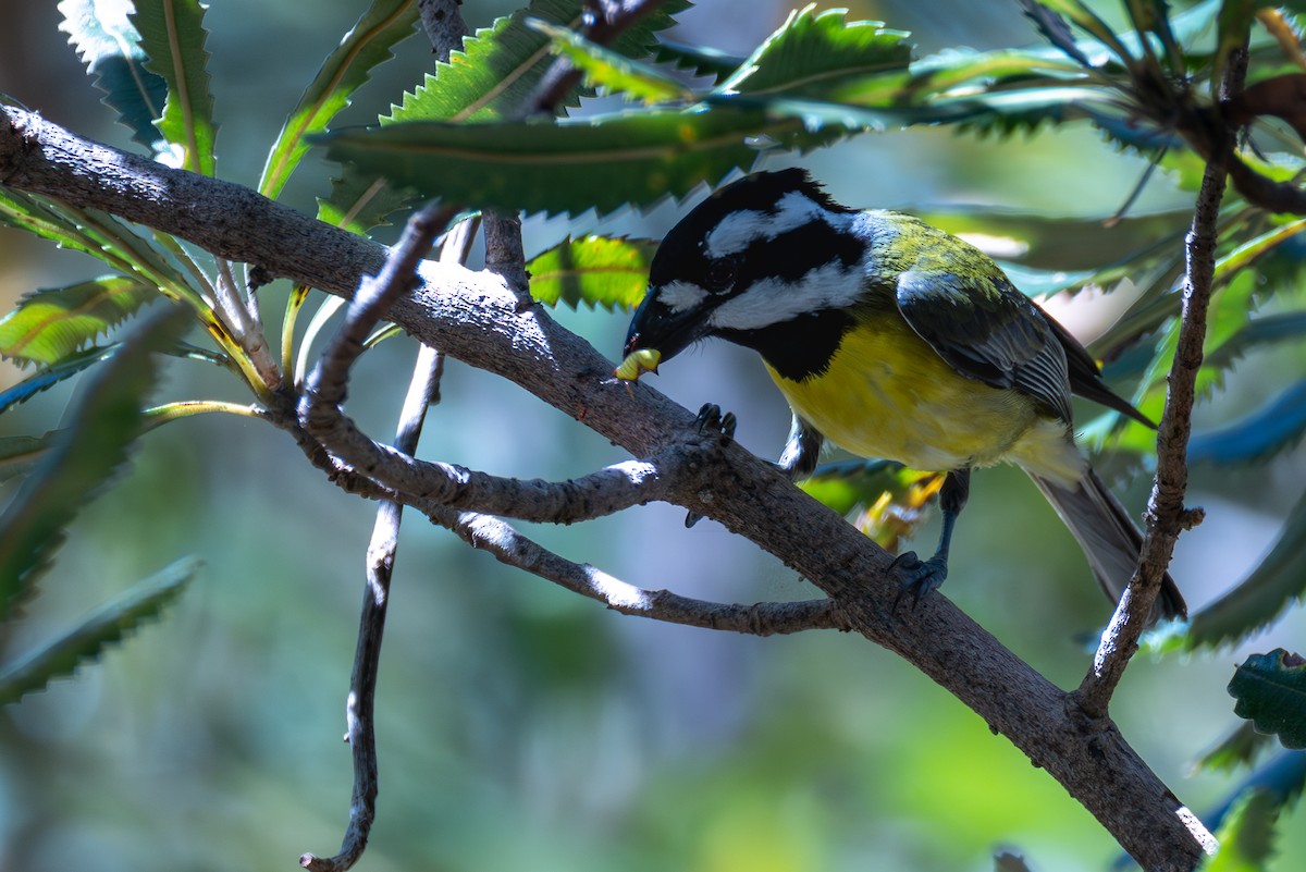 Doğulu Kerpetenkuşu - ML644335631