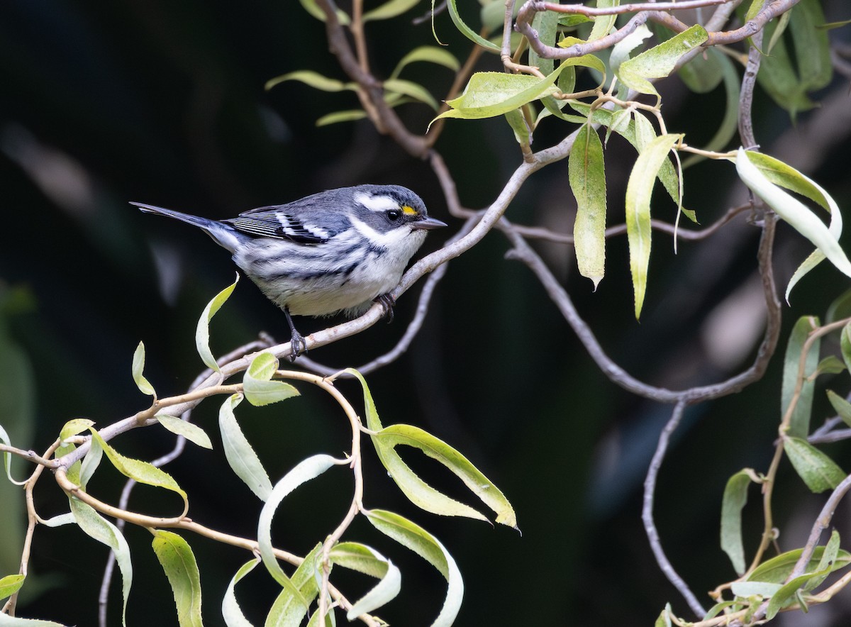 Black-throated Gray Warbler - ML644335640