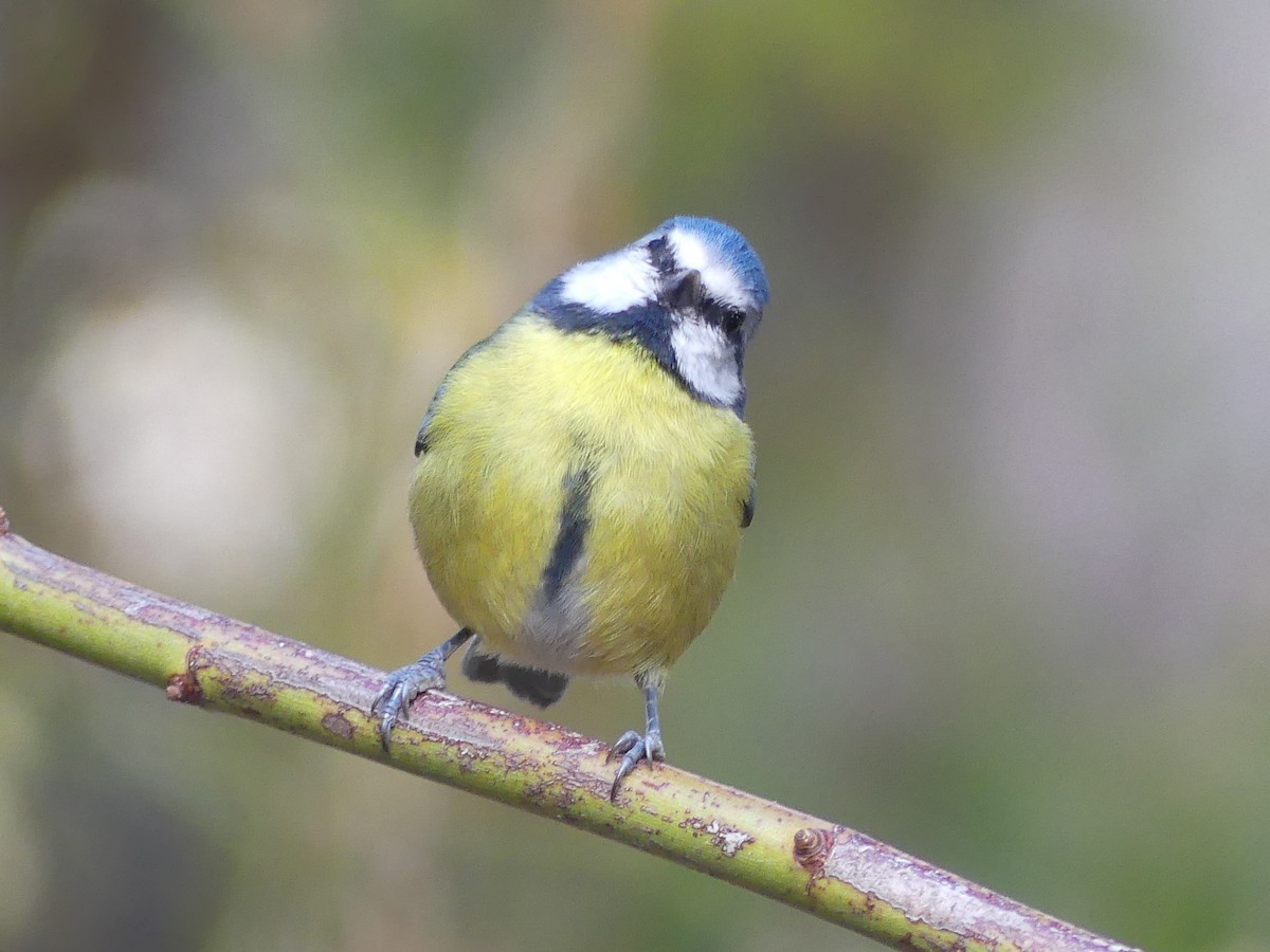 Eurasian Blue Tit - ML644335647