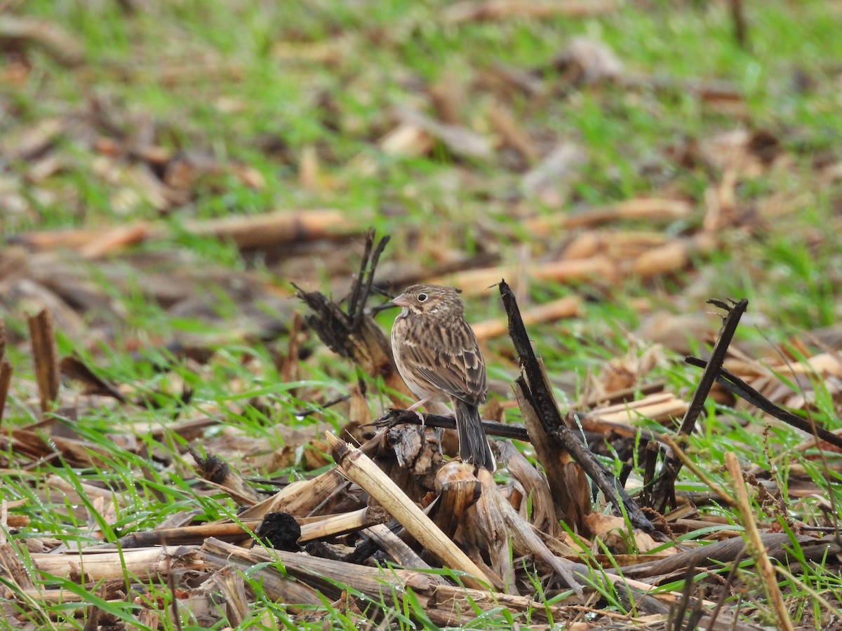 Vesper Sparrow - ML644335662