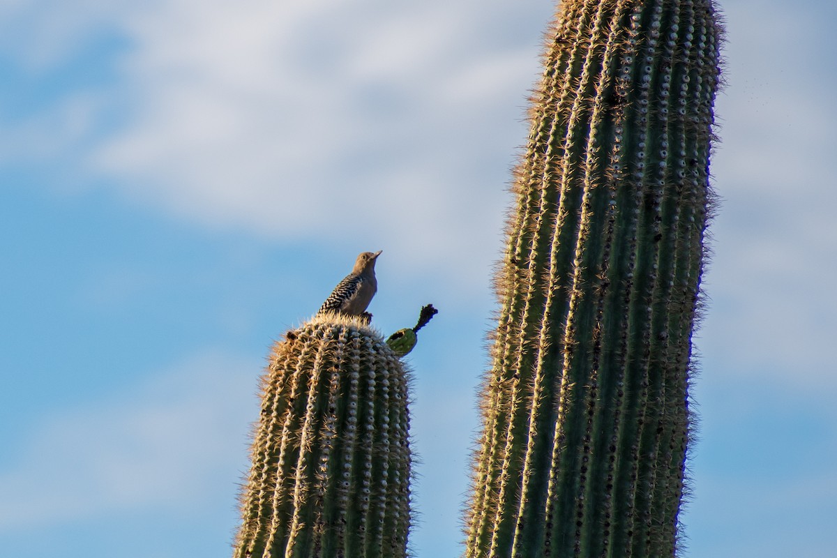 Pic des saguaros - ML644335675