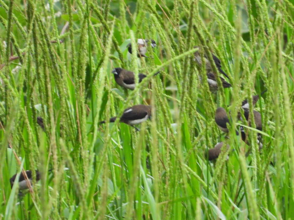 White-rumped Munia - ML644335677