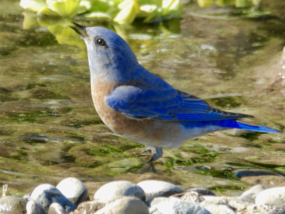 Western Bluebird - ML644335681