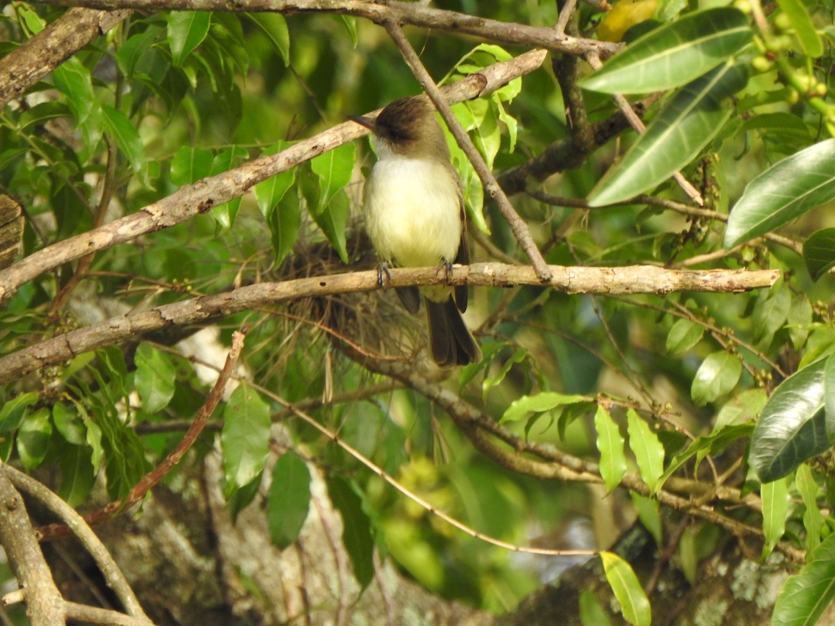 Swainson's Flycatcher - ML644335683