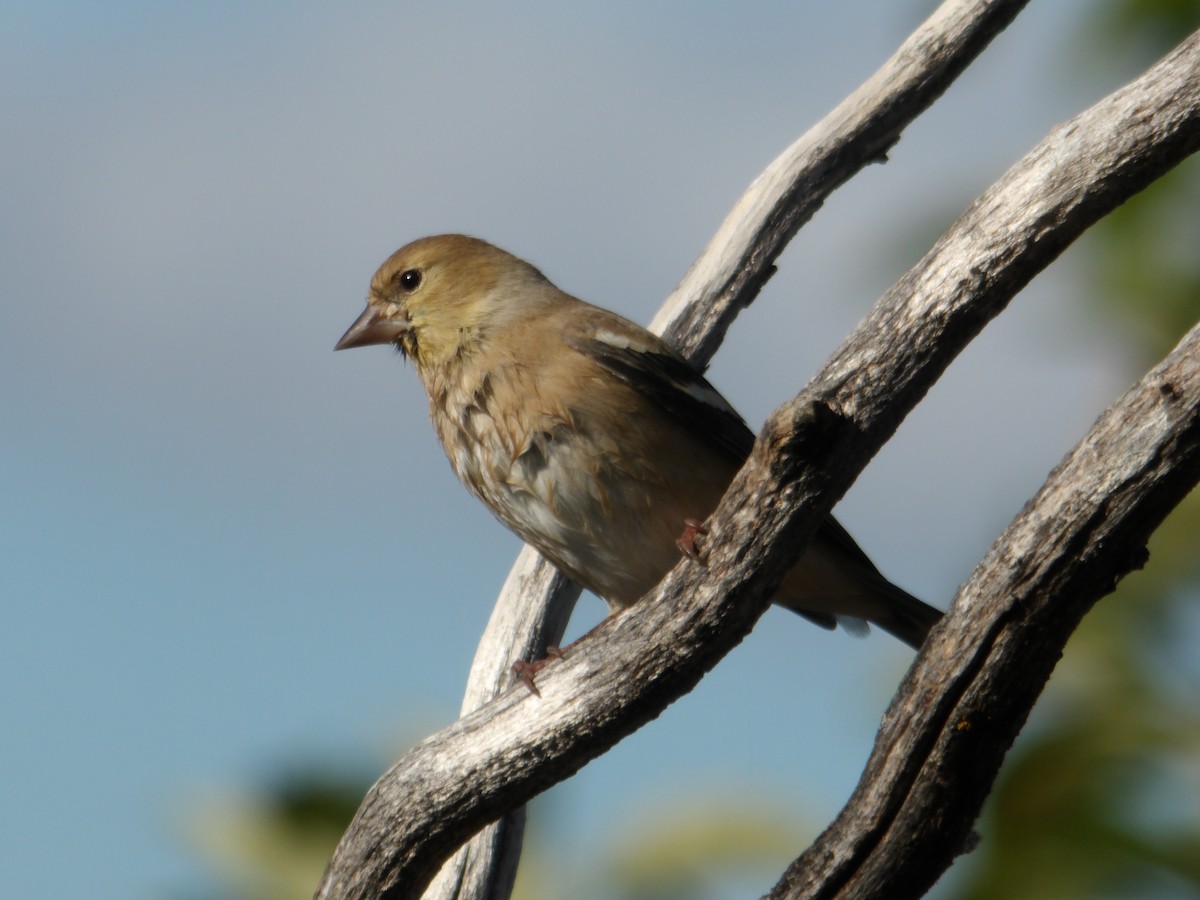 gulstillits - ML644335701