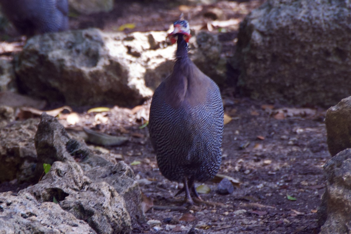 Helmeted Guineafowl - ML644335704