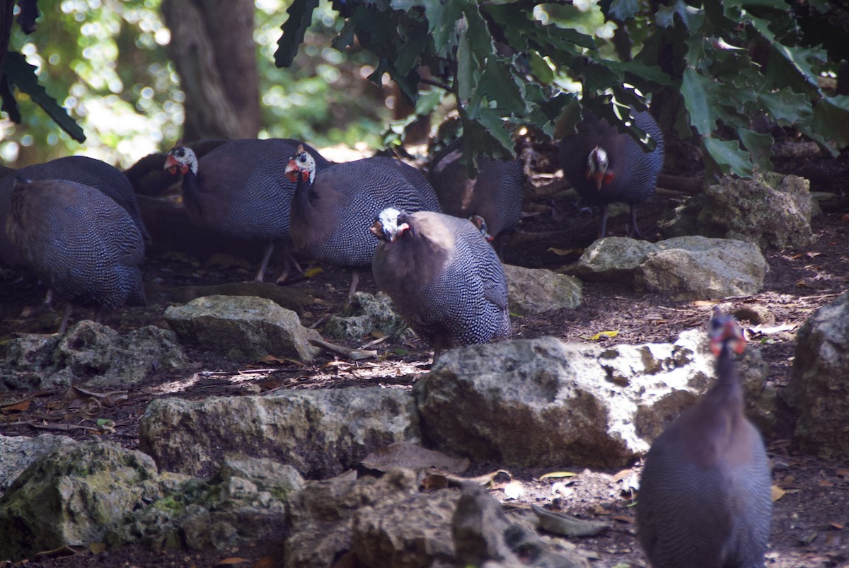 Helmeted Guineafowl - ML644335705
