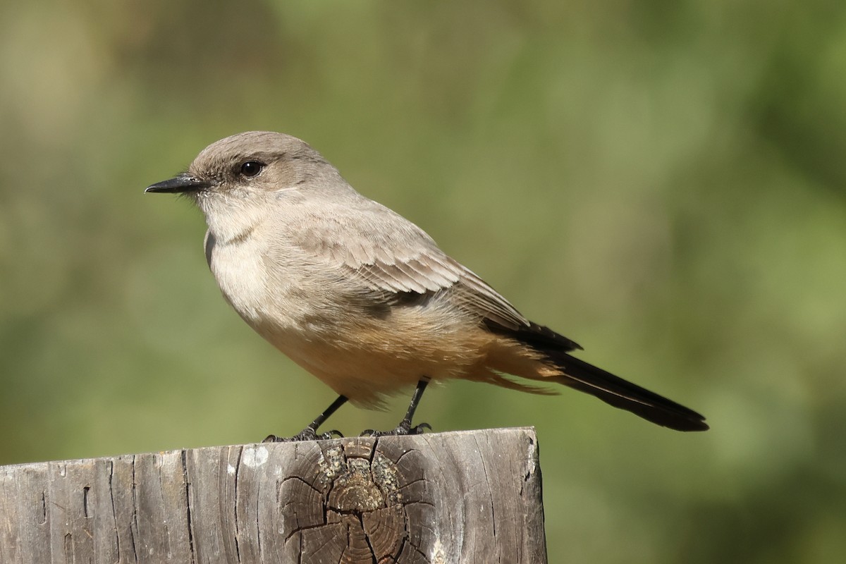 Say's Phoebe - ML644335707