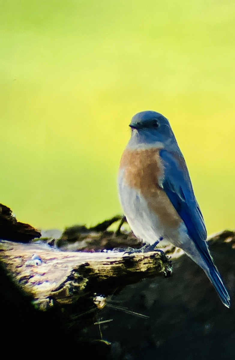Western Bluebird - ML644335710