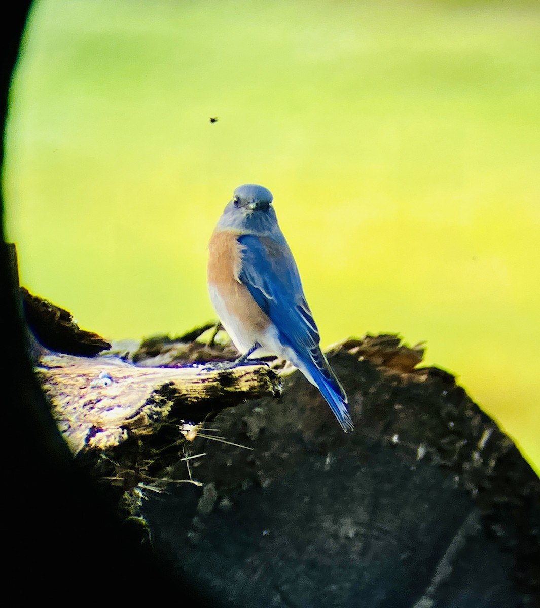 Western Bluebird - ML644335711