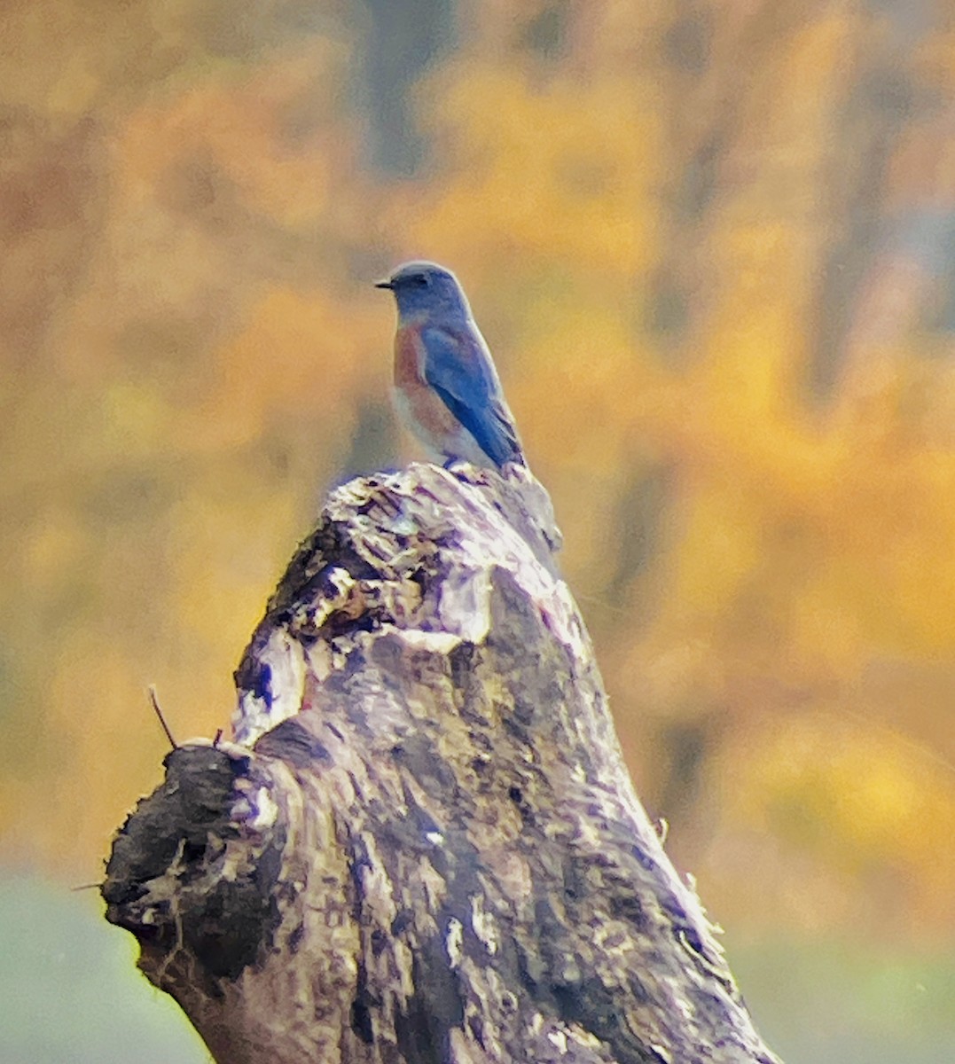Western Bluebird - ML644335712