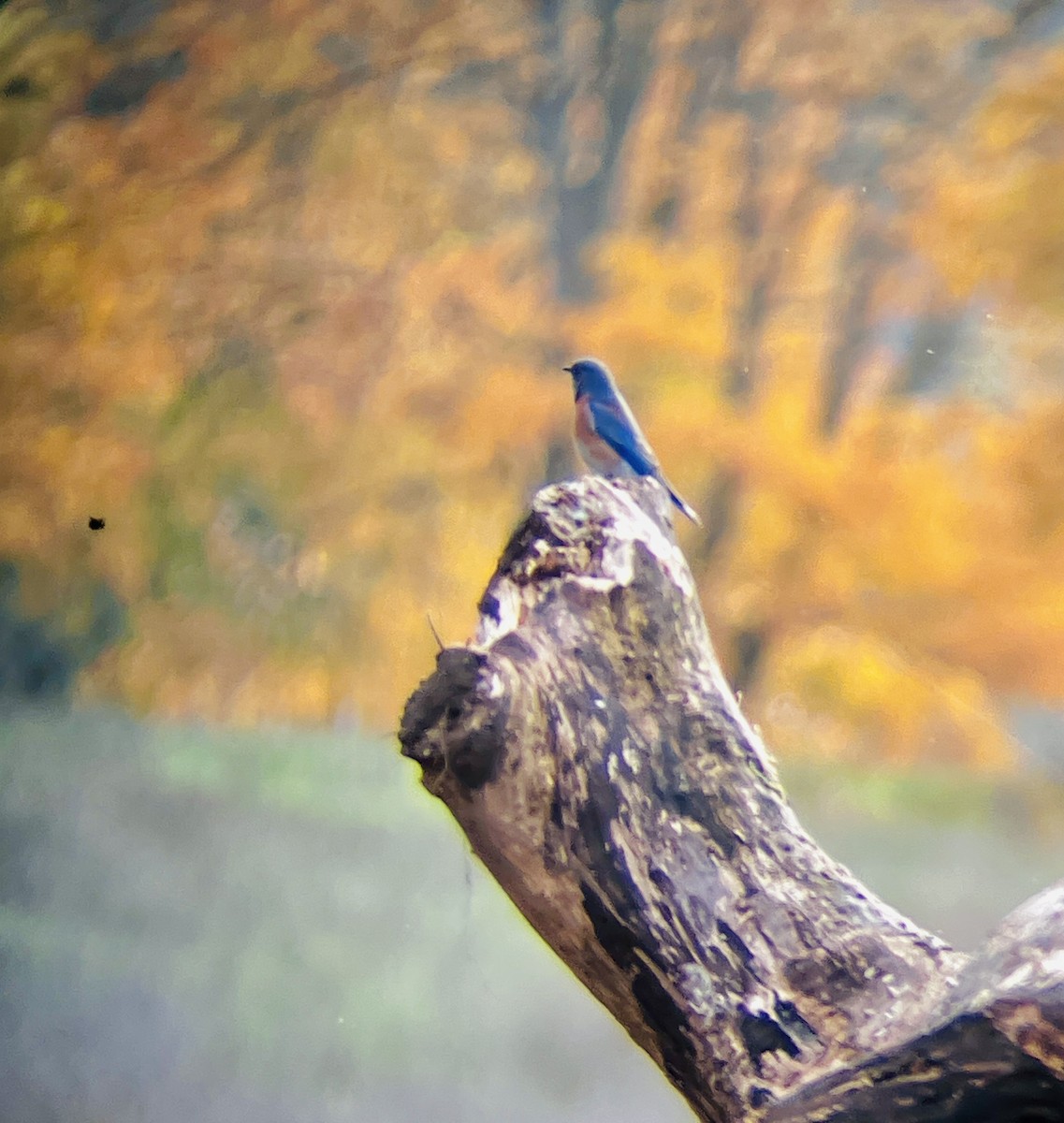 Western Bluebird - ML644335713