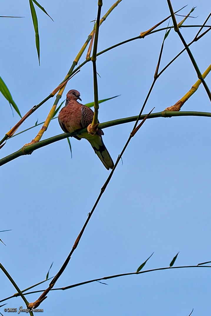 Spotted Dove - ML644335723