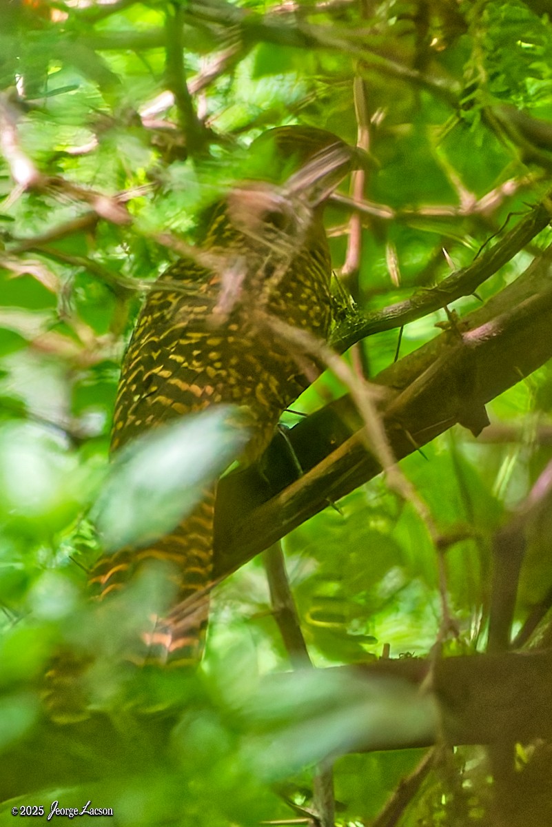 Asian Koel - ML644335730