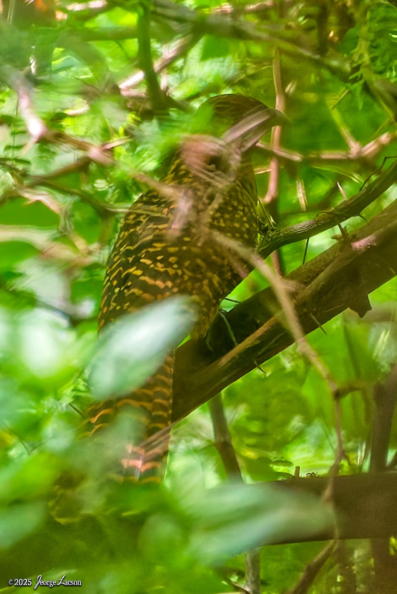 Asian Koel - ML644335731