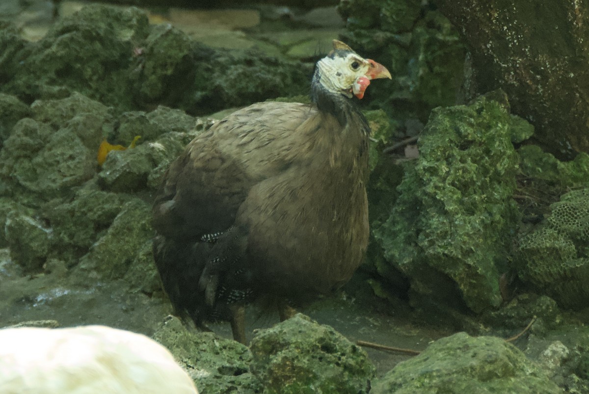 Helmeted Guineafowl - ML644335737