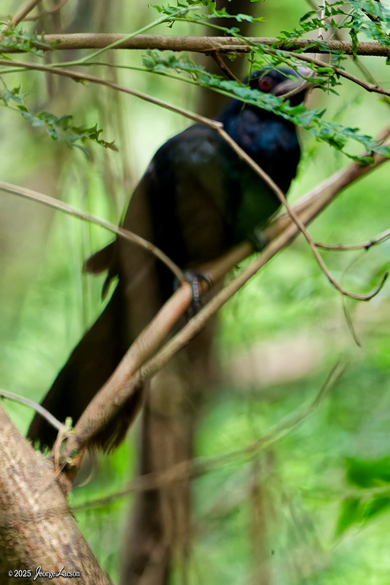 Asian Koel - ML644335745
