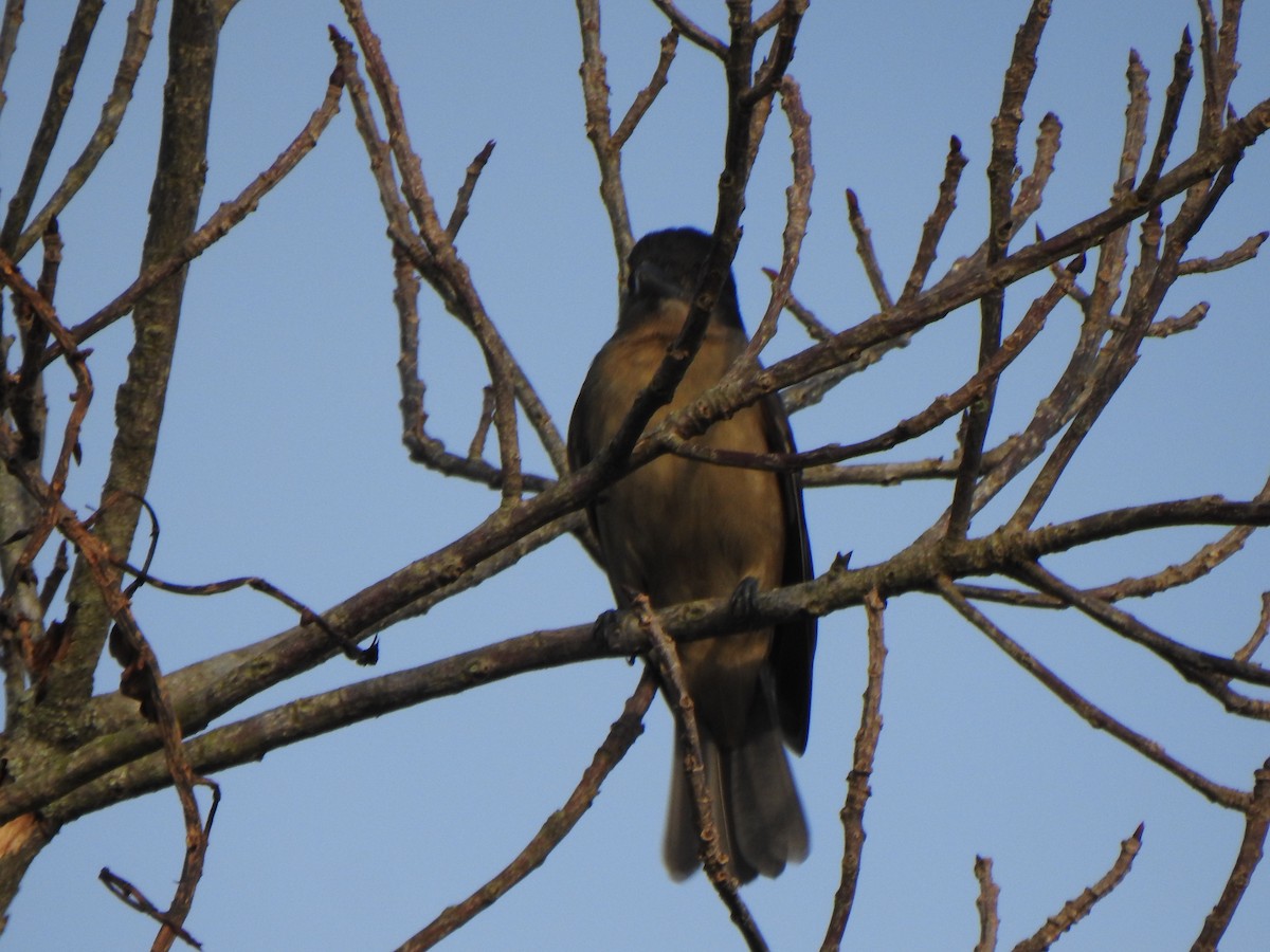 Crested Becard - ML644335752