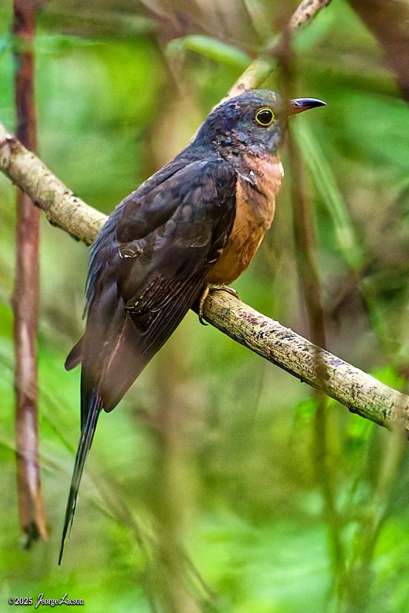 Sunda Brush Cuckoo - ML644335756