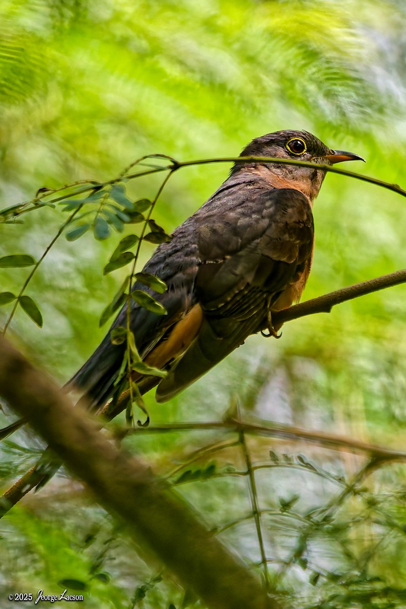 Sunda Brush Cuckoo - ML644335757