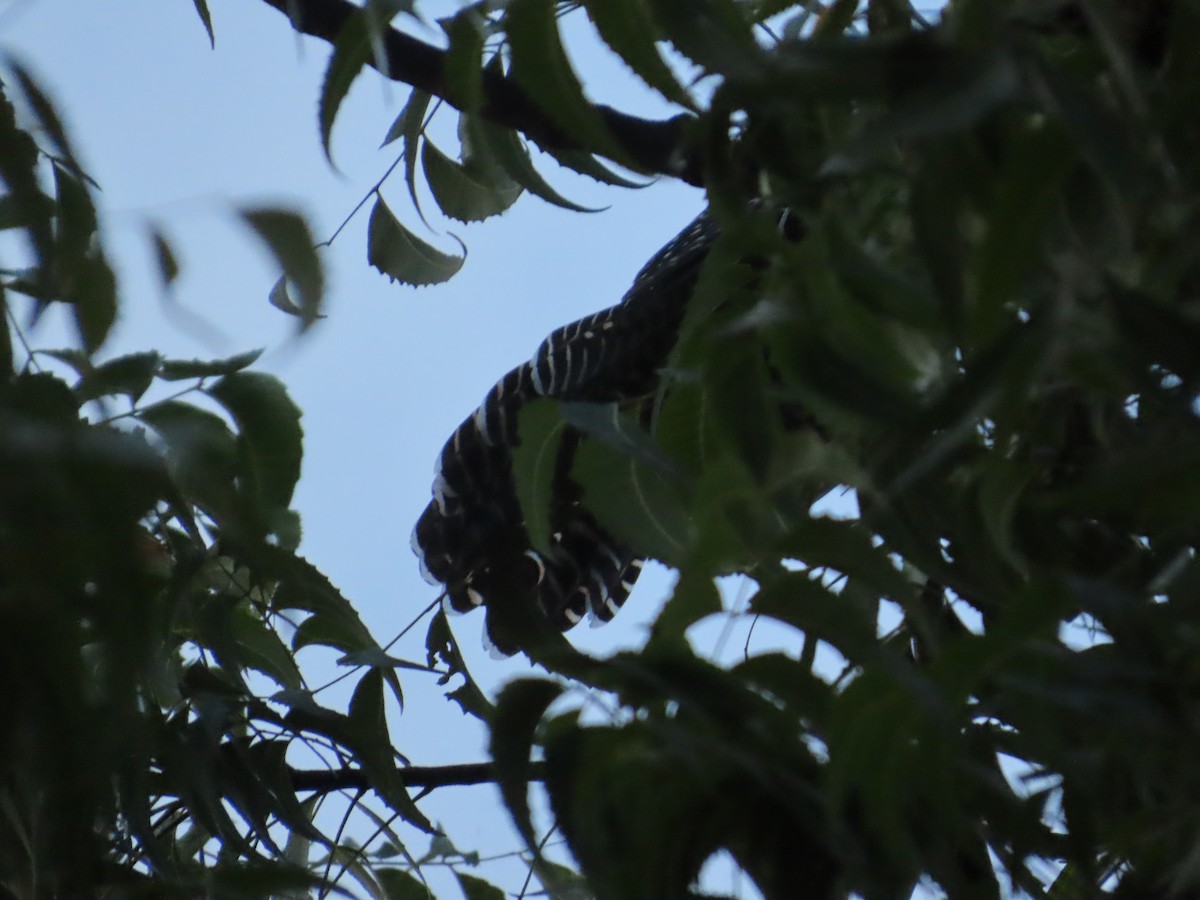 Asian Koel - ML644335760