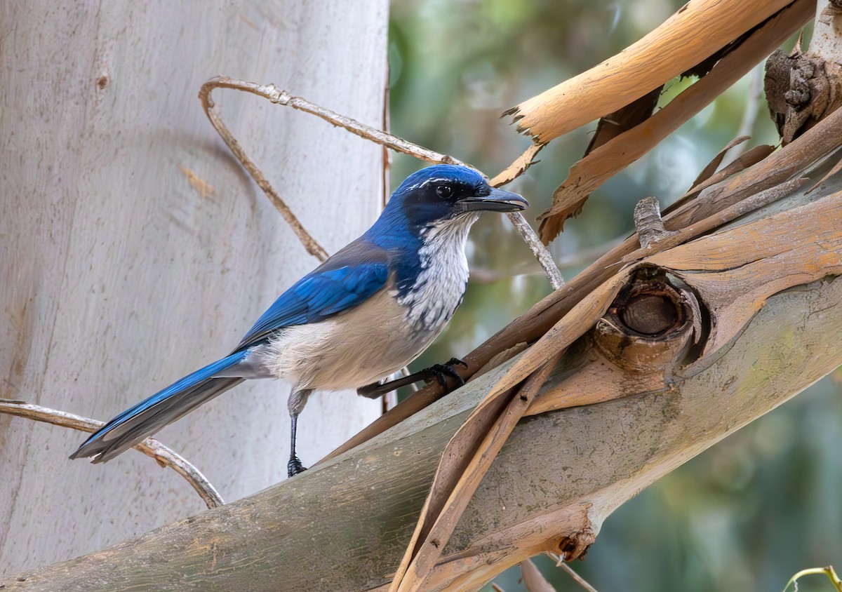 Island Scrub-Jay - ML644335761