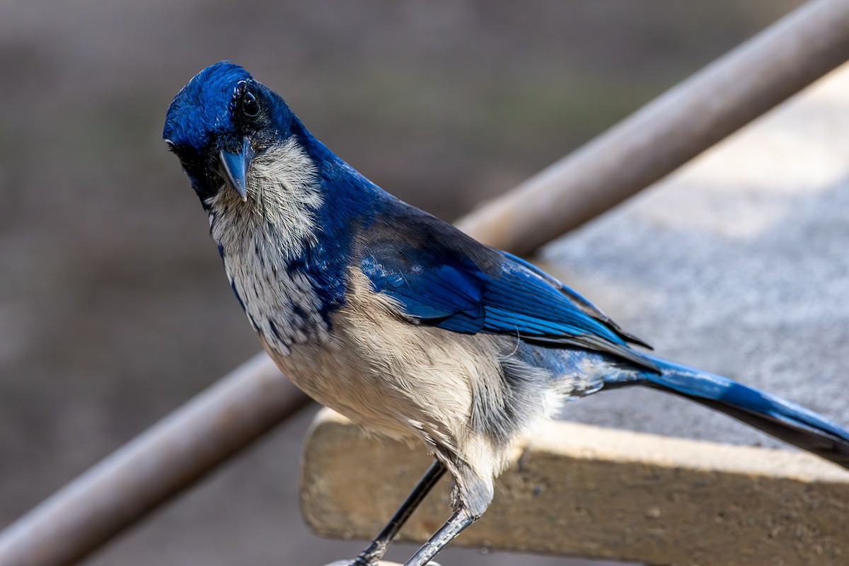 Island Scrub-Jay - ML644335762