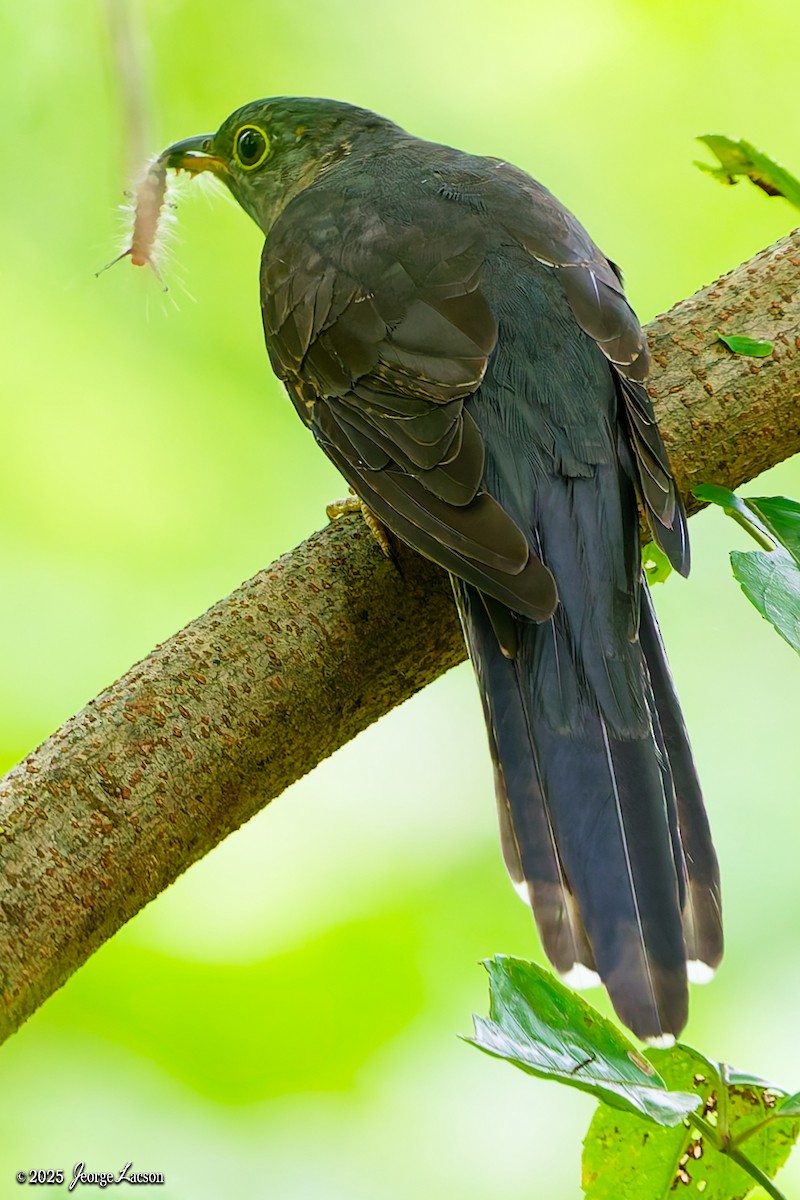 Philippine Hawk-Cuckoo - ML644335767