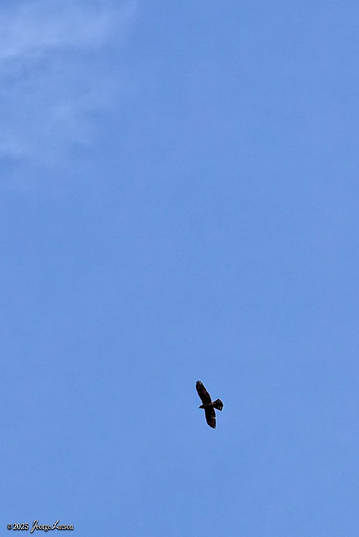 Gray-faced Buzzard - ML644335774