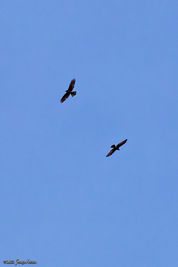 Gray-faced Buzzard - ML644335775