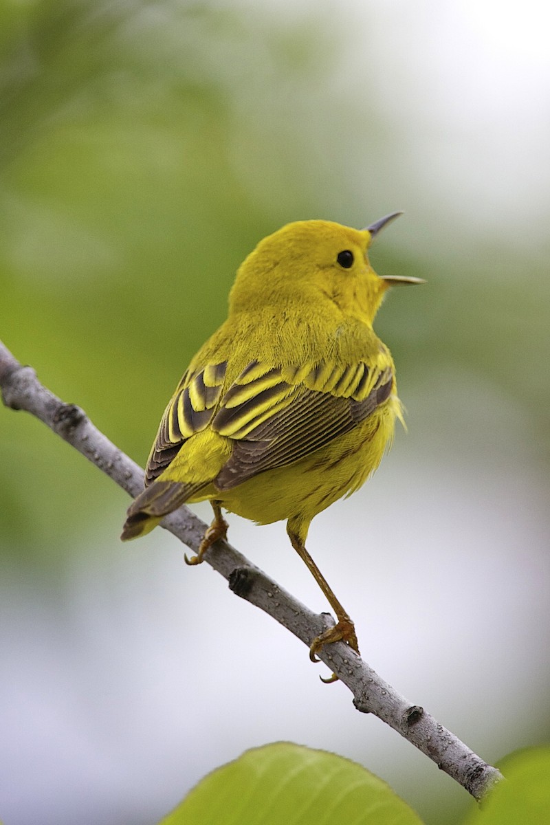 Sarı Ötleğen - ML644335781