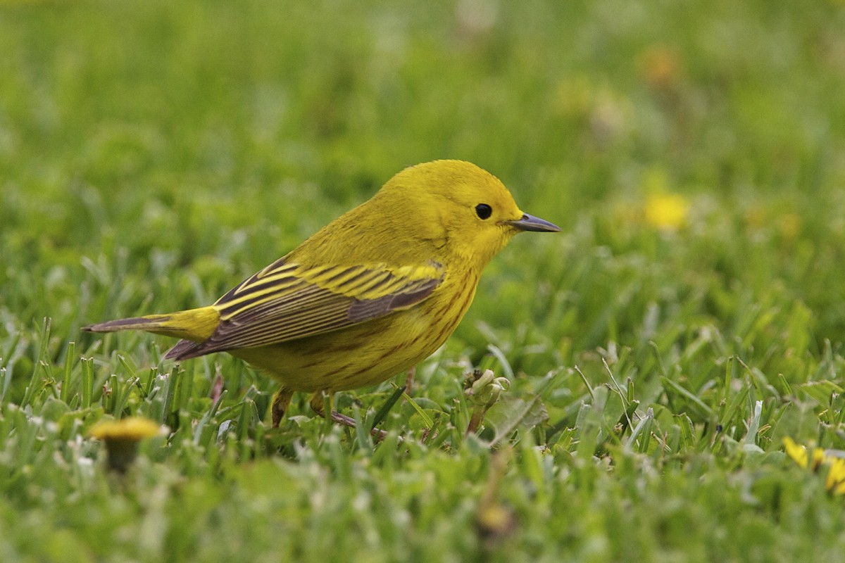 Sarı Ötleğen - ML644335782