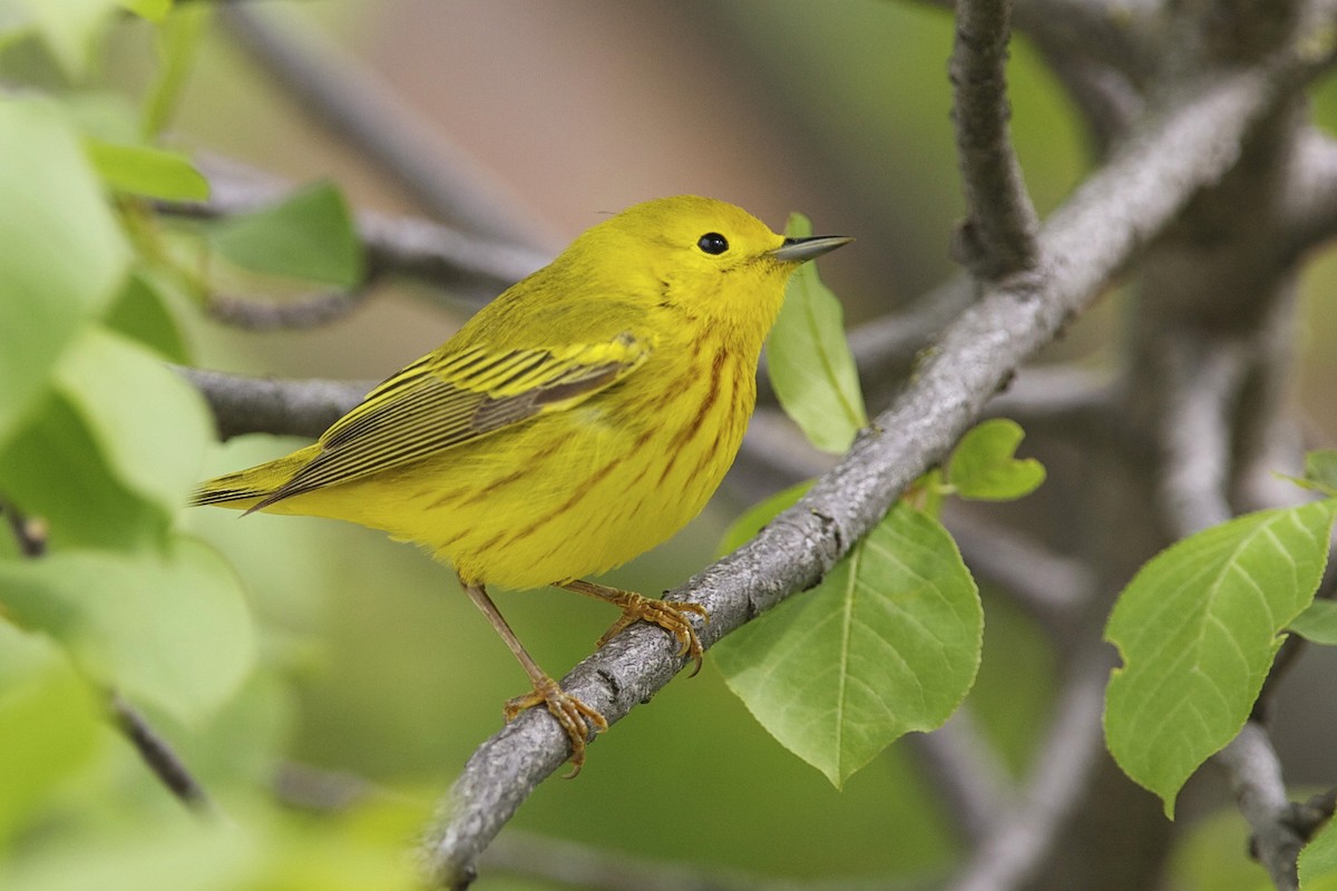 Sarı Ötleğen - ML644335783