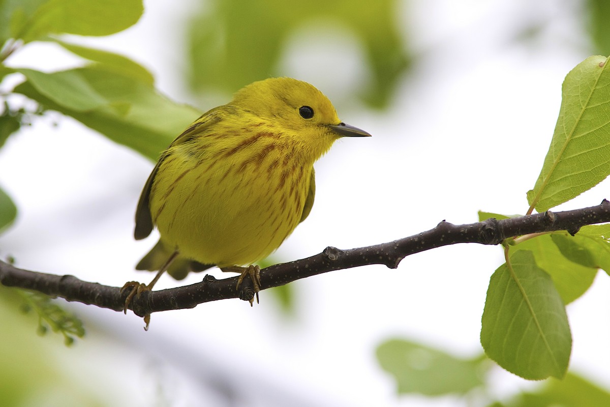 Sarı Ötleğen - ML644335784