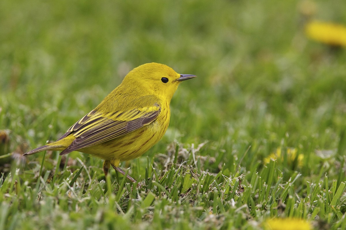 Sarı Ötleğen - ML644335785