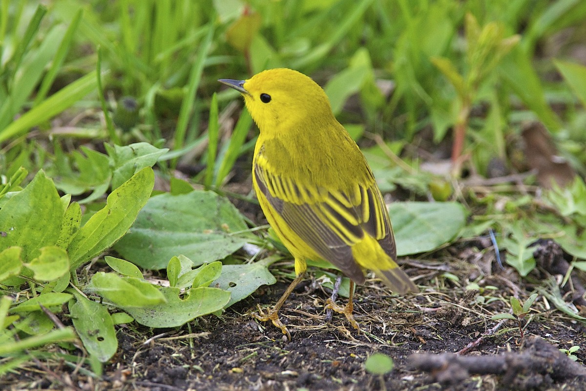 Sarı Ötleğen - ML644335786