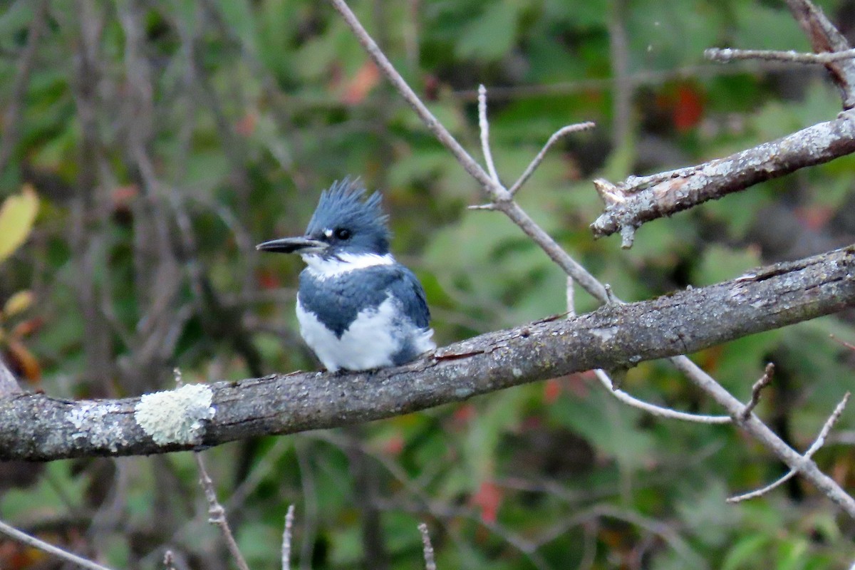 Belted Kingfisher - ML644335795