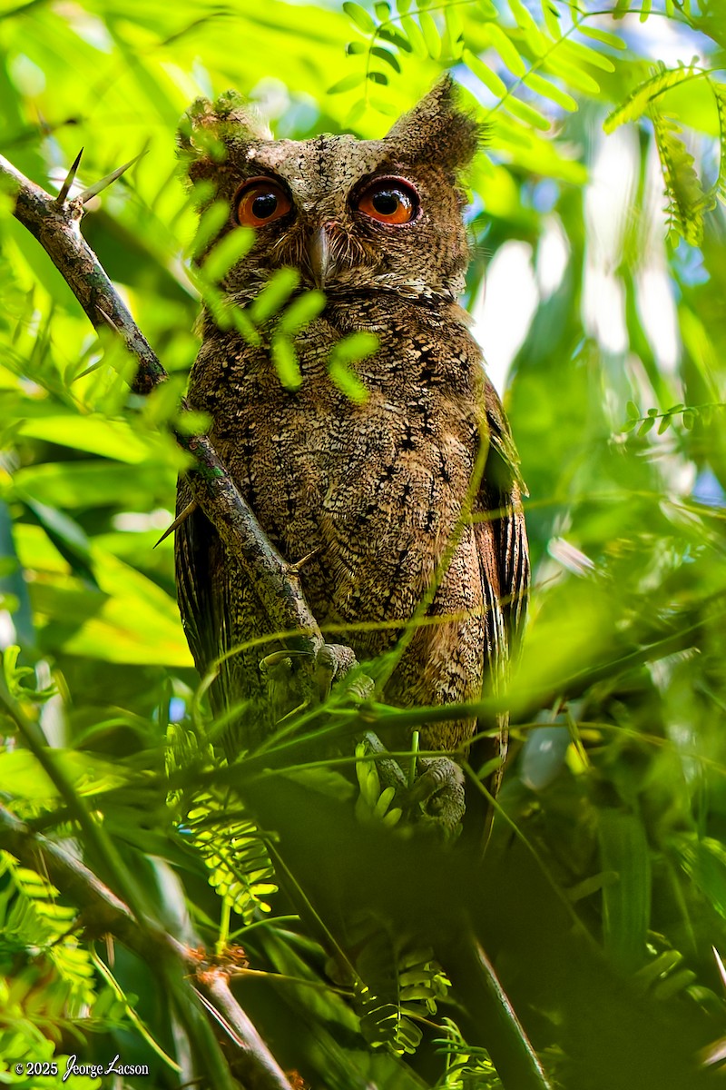 Philippine Scops-Owl - ML644335799