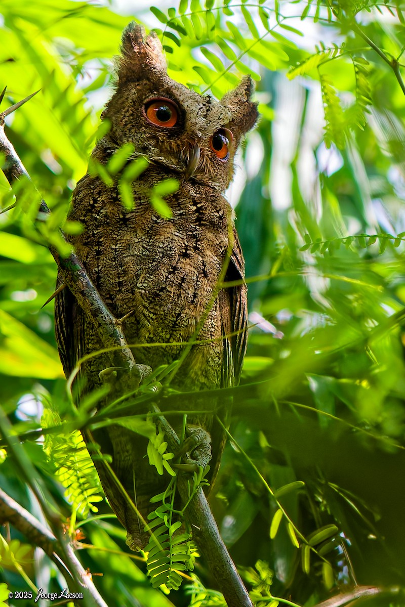 Philippine Scops-Owl - ML644335800