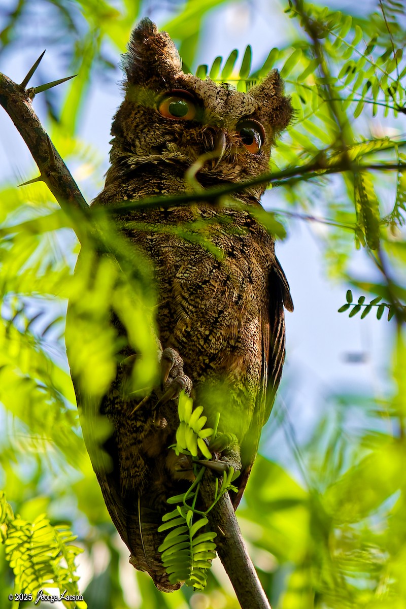 Philippine Scops-Owl - ML644335801