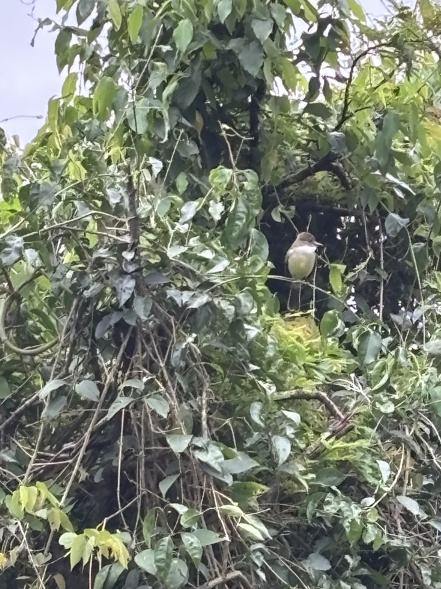 Short-crested Flycatcher - ML644335809