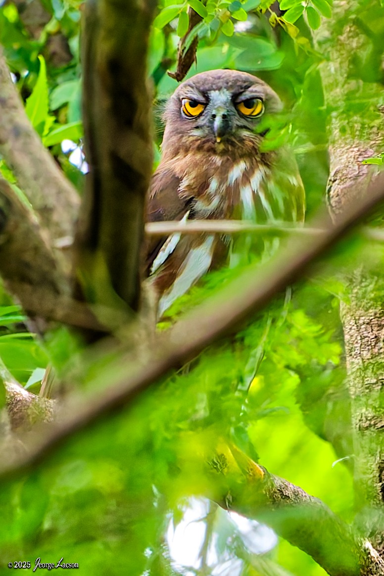 Northern Boobook - ML644335812