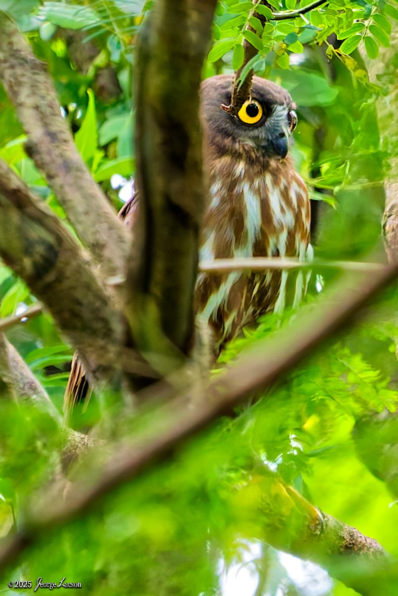 Northern Boobook - ML644335813