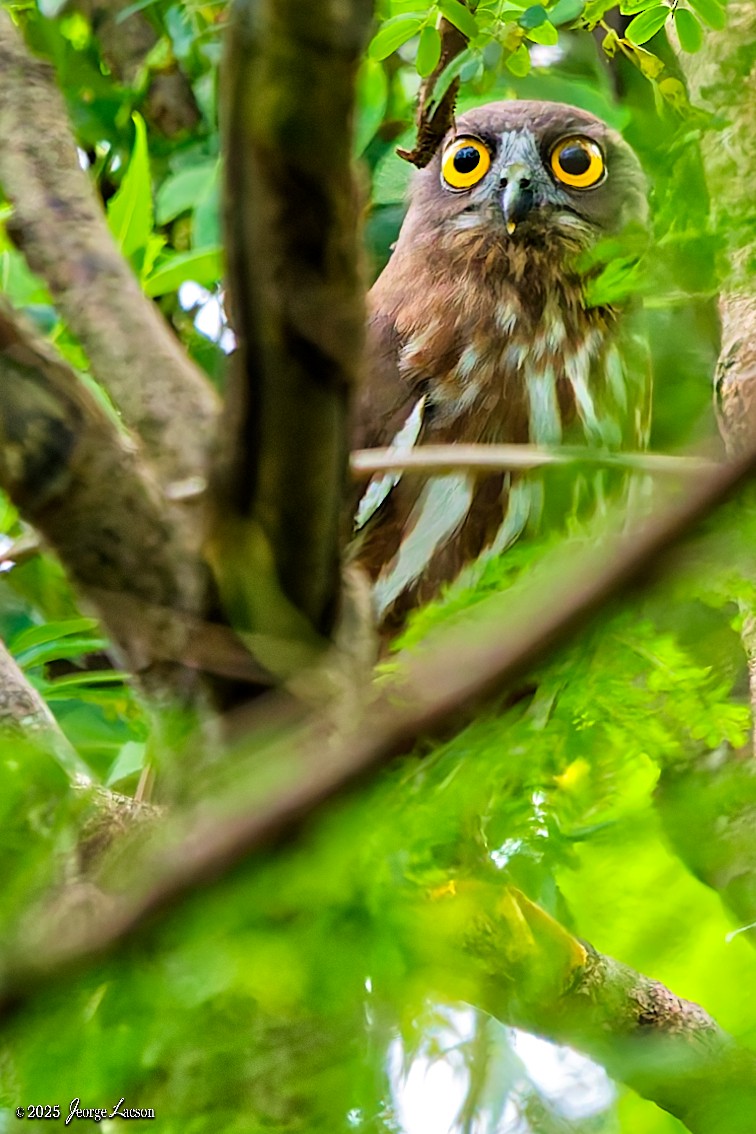 Northern Boobook - ML644335814