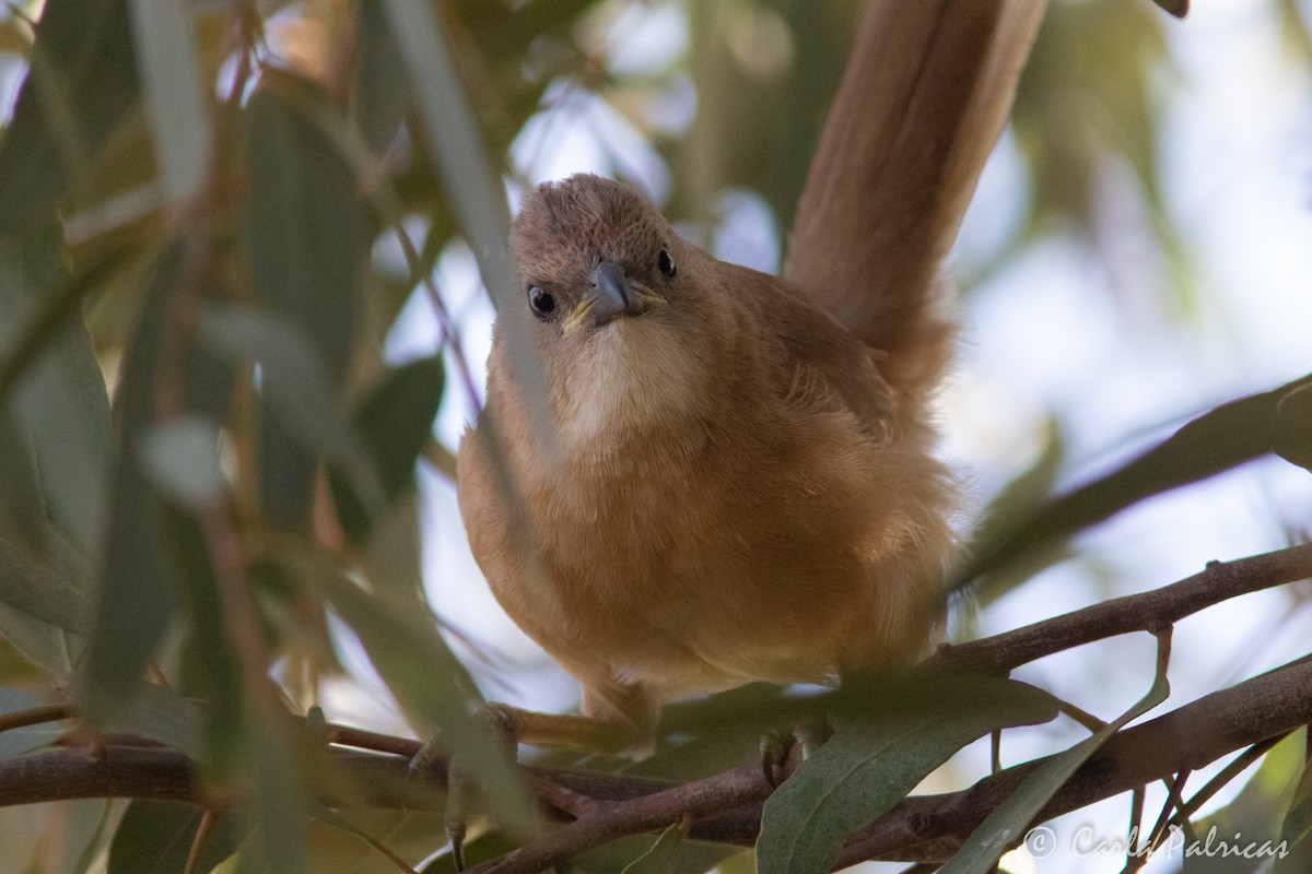 Fulvous Chatterer - ML644335817