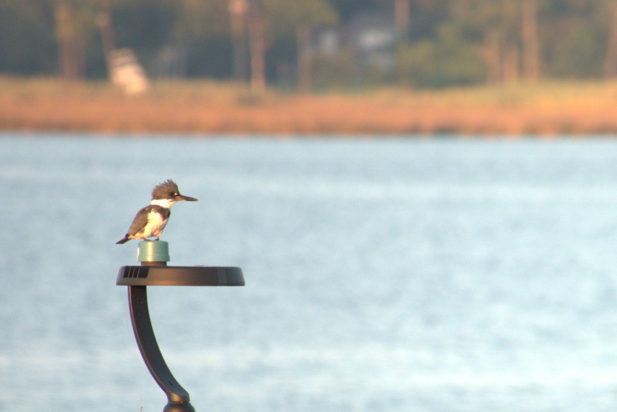 Belted Kingfisher - ML644335833