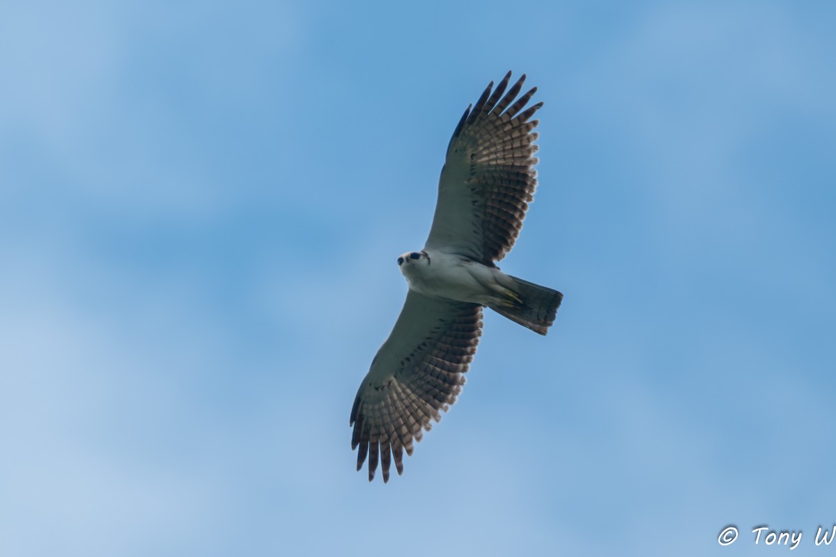 Rufous-bellied Eagle - ML644335836