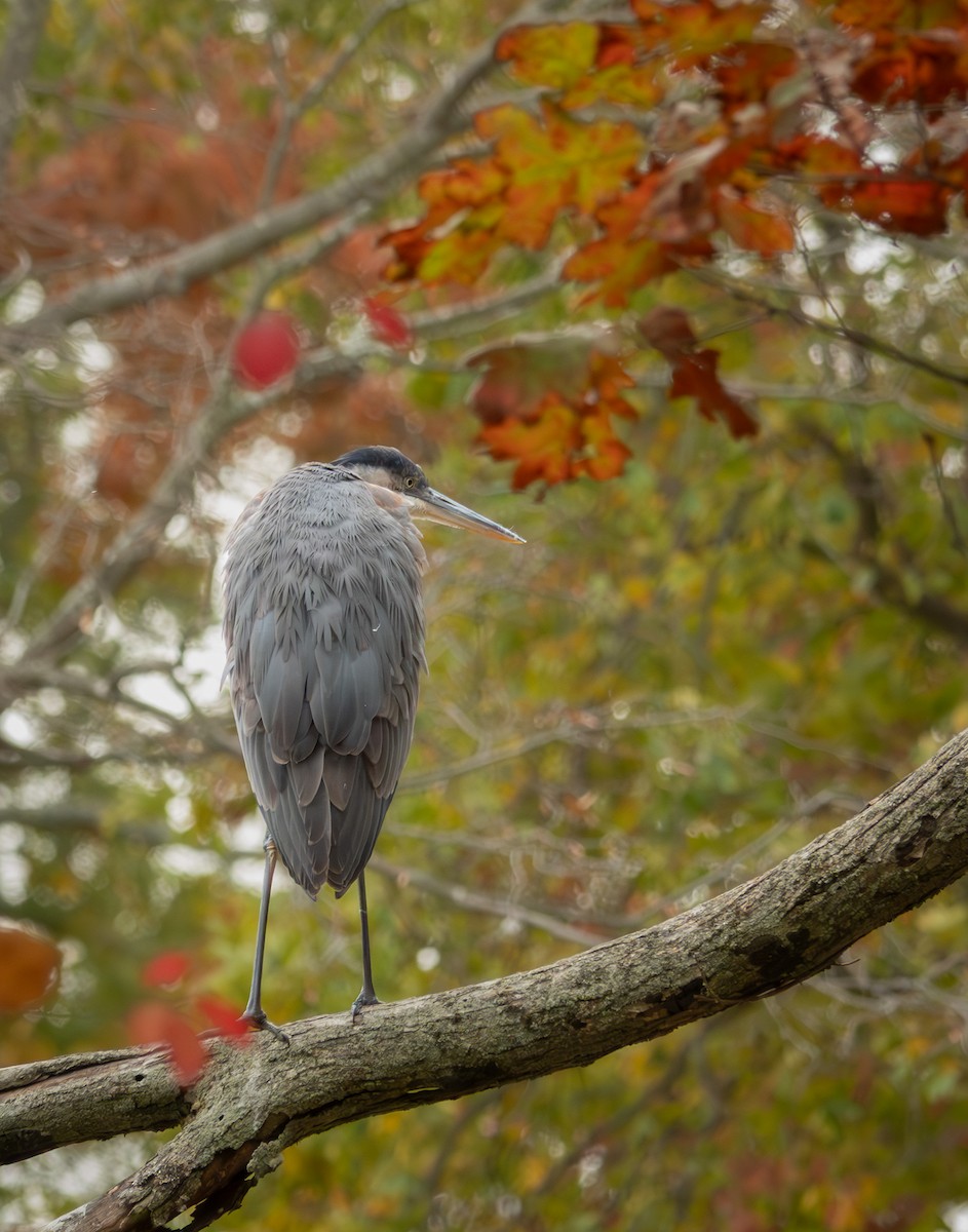 Чапля північна - ML644335839