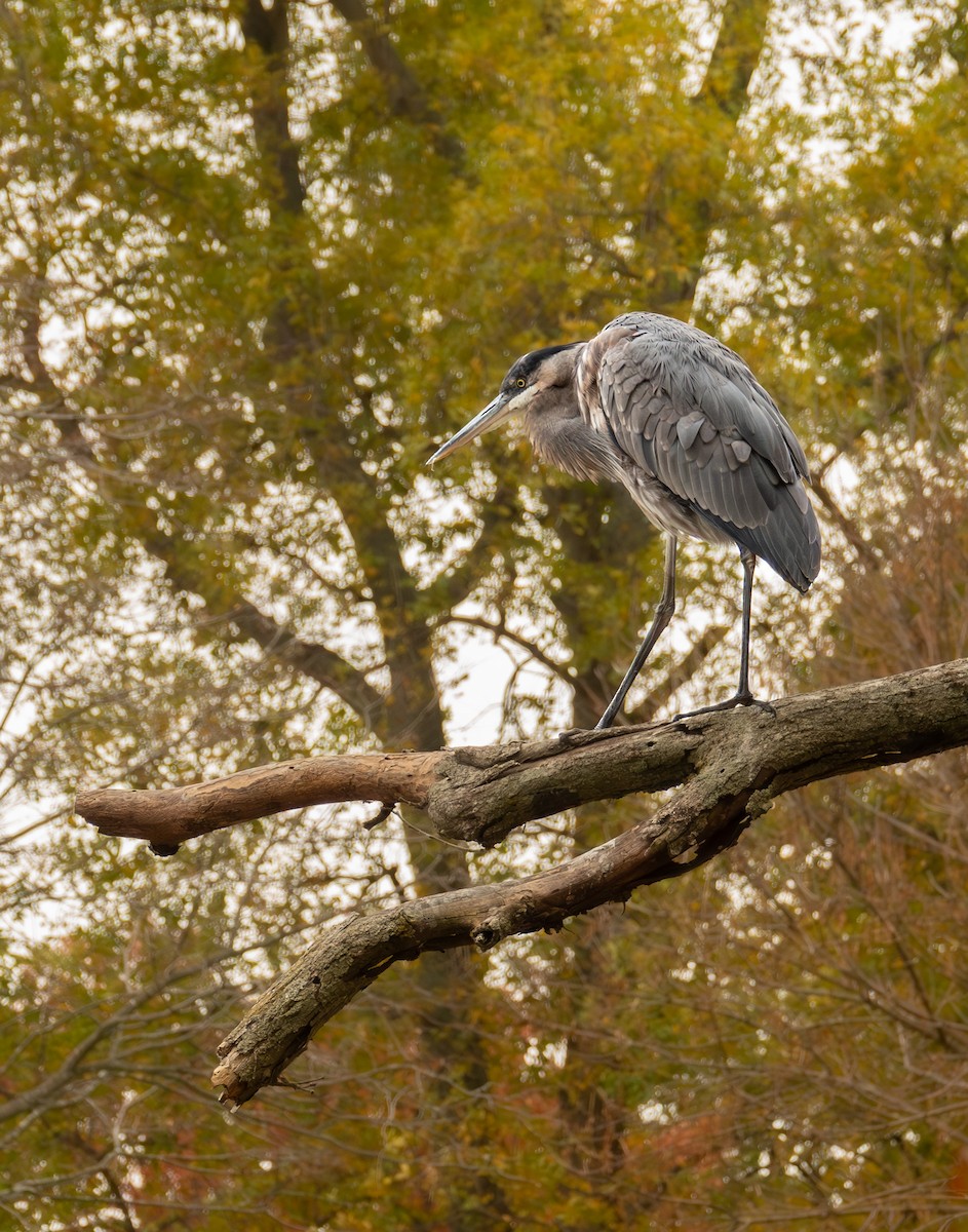 Чапля північна - ML644335840